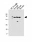 DLL3 Antibody (C-term)