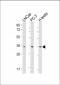 RNF4 Antibody