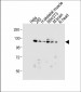 Dnmt3a Antibody