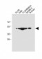 CEPT1 Antibody (N-term)