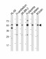 CEPT1 Antibody (N-term)