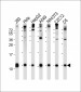 Ubiquitin Antibody (N-term)