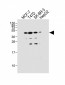 GPR81 Antibody (C-term)