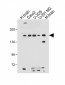 TNIK(S764) Antibody