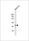 STAT3(S727) Antibody