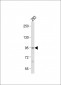 STAT3(S727) Antibody