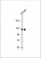 M Sema5a  Antibody (N-term)