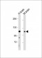 EphA4 Antibody (C-term)