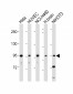 EphA4 Antibody (C-term)