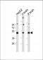 DUSP6 Antibody (Center)