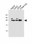 GSTA1 Antibody