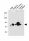 LTF Antibody