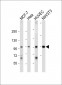 NCOA7 Antibody (N-term)