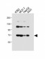 SMPD1 Antibody (C-term)