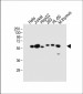 PDCD4 Antibody (Center)