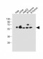 PDCD4 Antibody (Center)