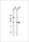 RGS19 Antibody (N-term)