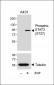 Phospho-STAT3(S727) Antibody