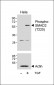 Phospho-SMAD2(T220) Antibody