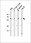 CD80 Antibody (C-term)