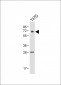 CAMK2G (CAMK2 gamma) Antibody (C-term)