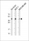 CREB(S133) Antibody