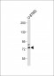 RNF145 Antibody (C-term)