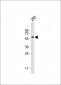 CNOT4  Antibody