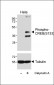 Phospho-CREB(S133) Antibody