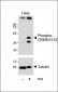 Phospho-CREB(S133) Antibody