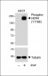 Phospho-HER4(Y1188) Antibody