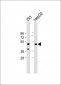 MAPK8 Antibody (C-term)