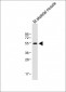 PAX7 Antibody (C-term)