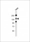 ZEB2 Antibody (C-term)