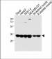 LDHA Antibody (C-term)