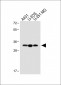 Stanniocalcin-2 (STC2) Antibody (N-term)