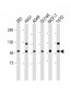 E Cadherin (CDH1) Antibody (N-term)