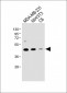 MEK1 Antibody (Center S217/221)