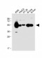 ALDH1A1 Antibody (Center)
