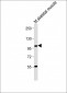 LGR5/GPR49 Antibody (N-term)