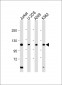 EXO1 Antibody (N-term)