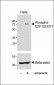 Phospho-E2F1(S337) Antibody