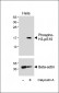 Phospho-HIST1H3B3(S10) Antibody