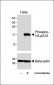 Phospho-HIST1H3B3(S10) Antibody