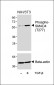 Phospho-SMAD4(T277) Antibody