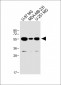 USP17L24 Antibody (C-term)