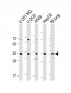 RCN3 Antibody  (Center)