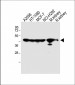 MMP14 Antibody (N-term)