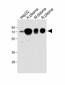 HPX Antibody (Center)