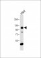 AP7639a-FGFR4-Antibody-N-term